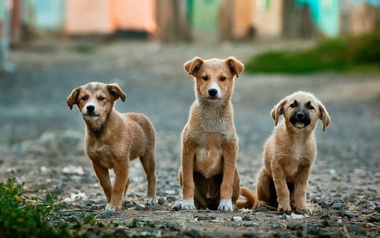 Dezembro Verde • Combate ao abandono animal