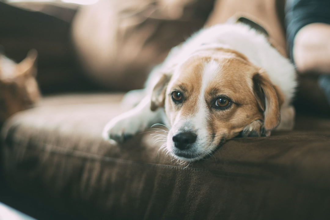 A linguagem sutil dos cães: dicas para uma comunicação com clareza e confiança