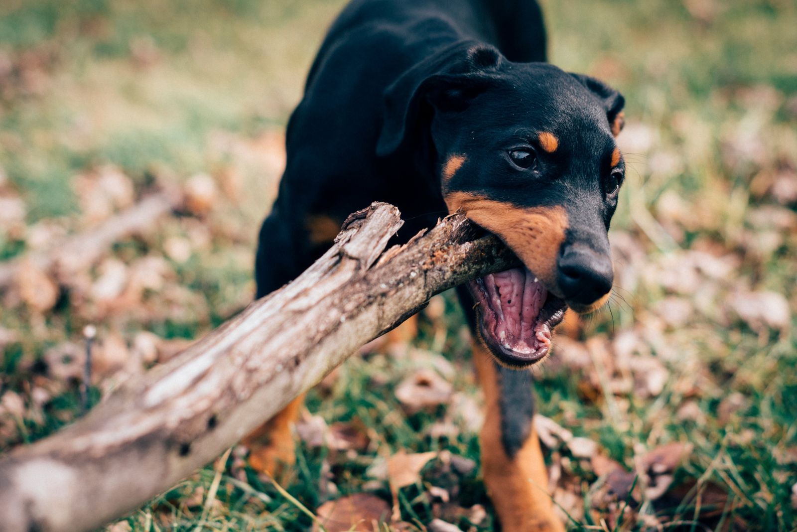 Cão que rói e destrói? Parte 1 • O que ele está pedindo?