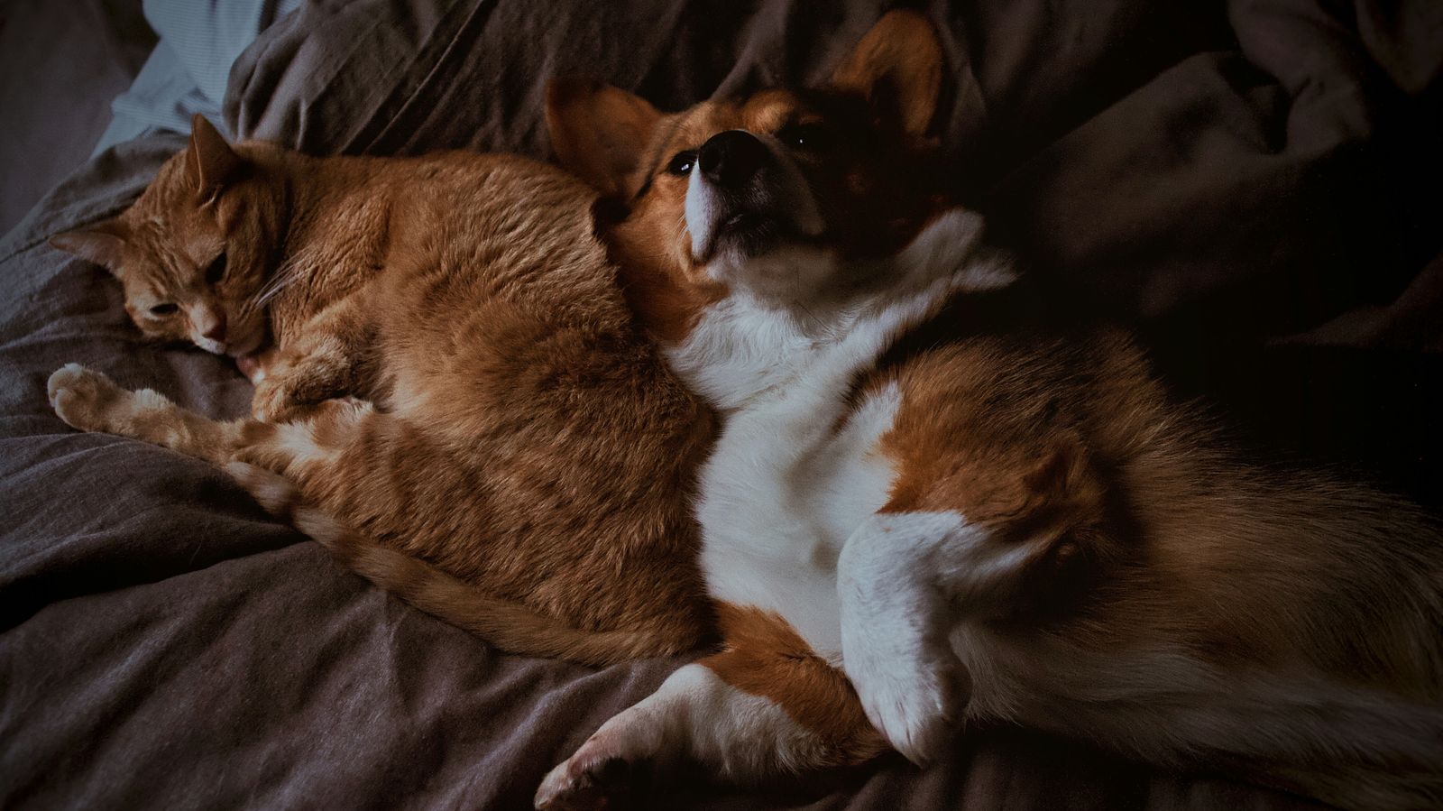 Pra quem ama cafungar: cheirinhos dos peludos